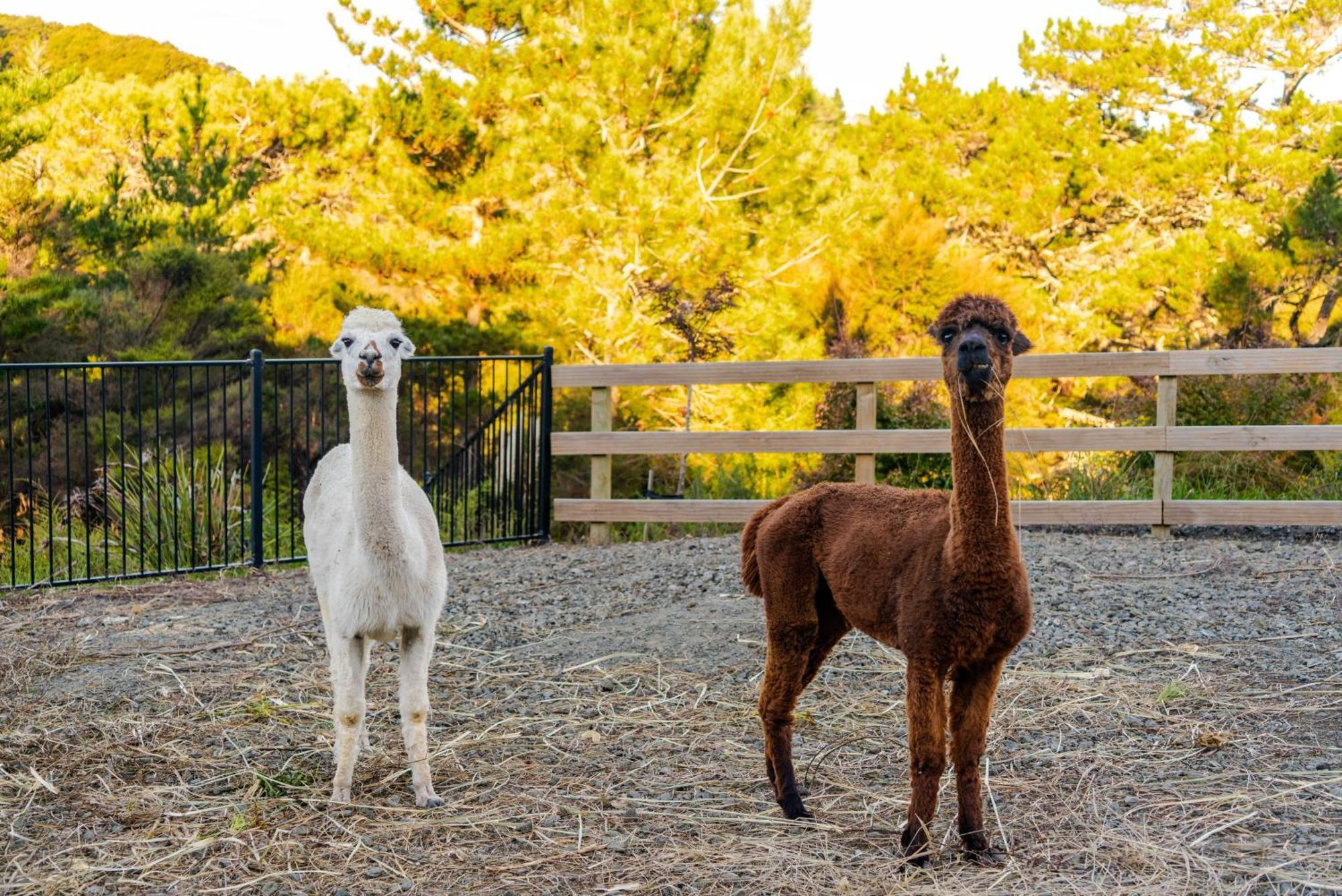Апартаменты Alpaca Manor Окленд Экстерьер фото