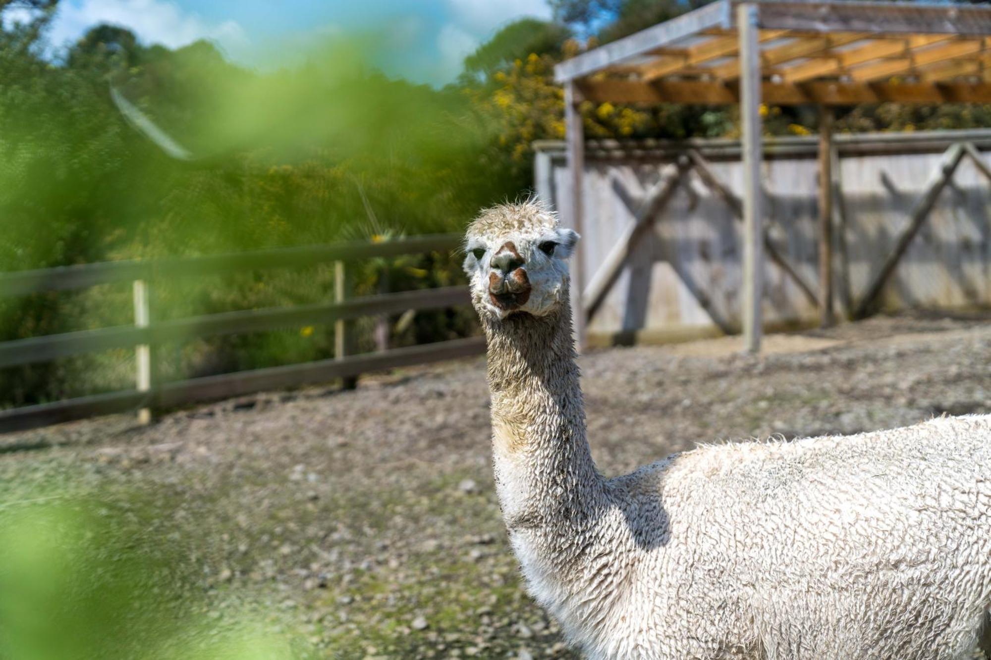 Апартаменты Alpaca Manor Окленд Экстерьер фото